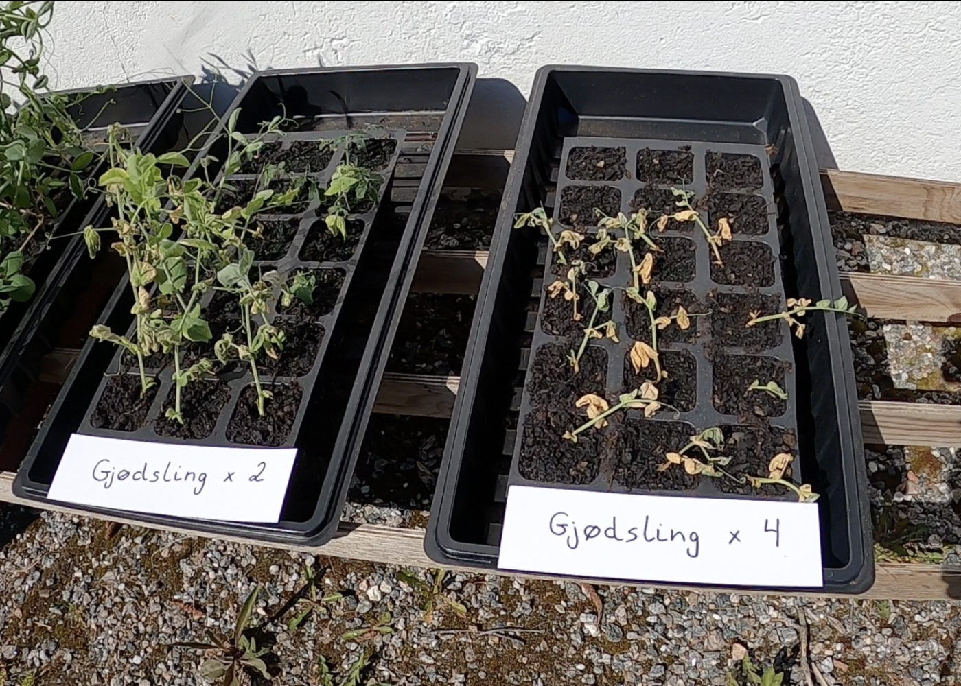 Gjødsel med rester av herbicid – en utfordring for økologisk landbruk