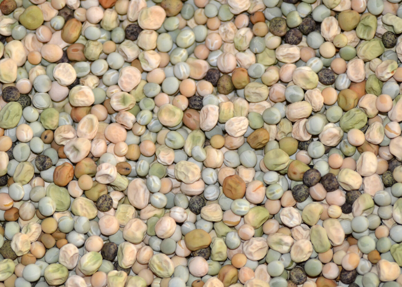 Gamle sorter - levende kulturarv og nyttige gener