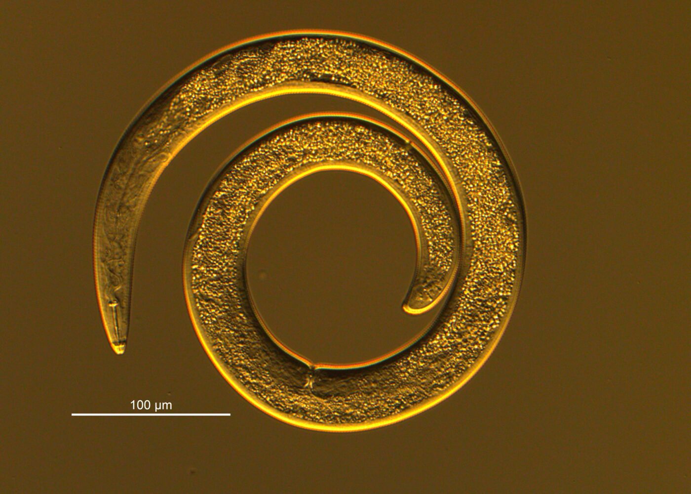 Jordtrøtthet kan gi problemer i epledyrking