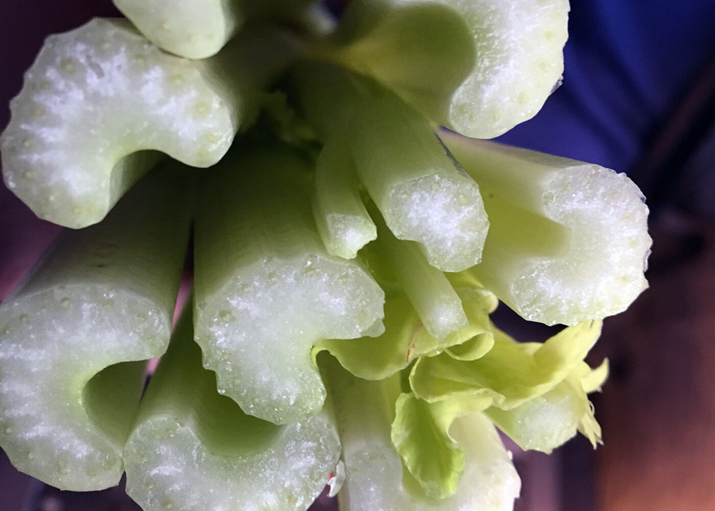 Stilkselleri/stangselleri