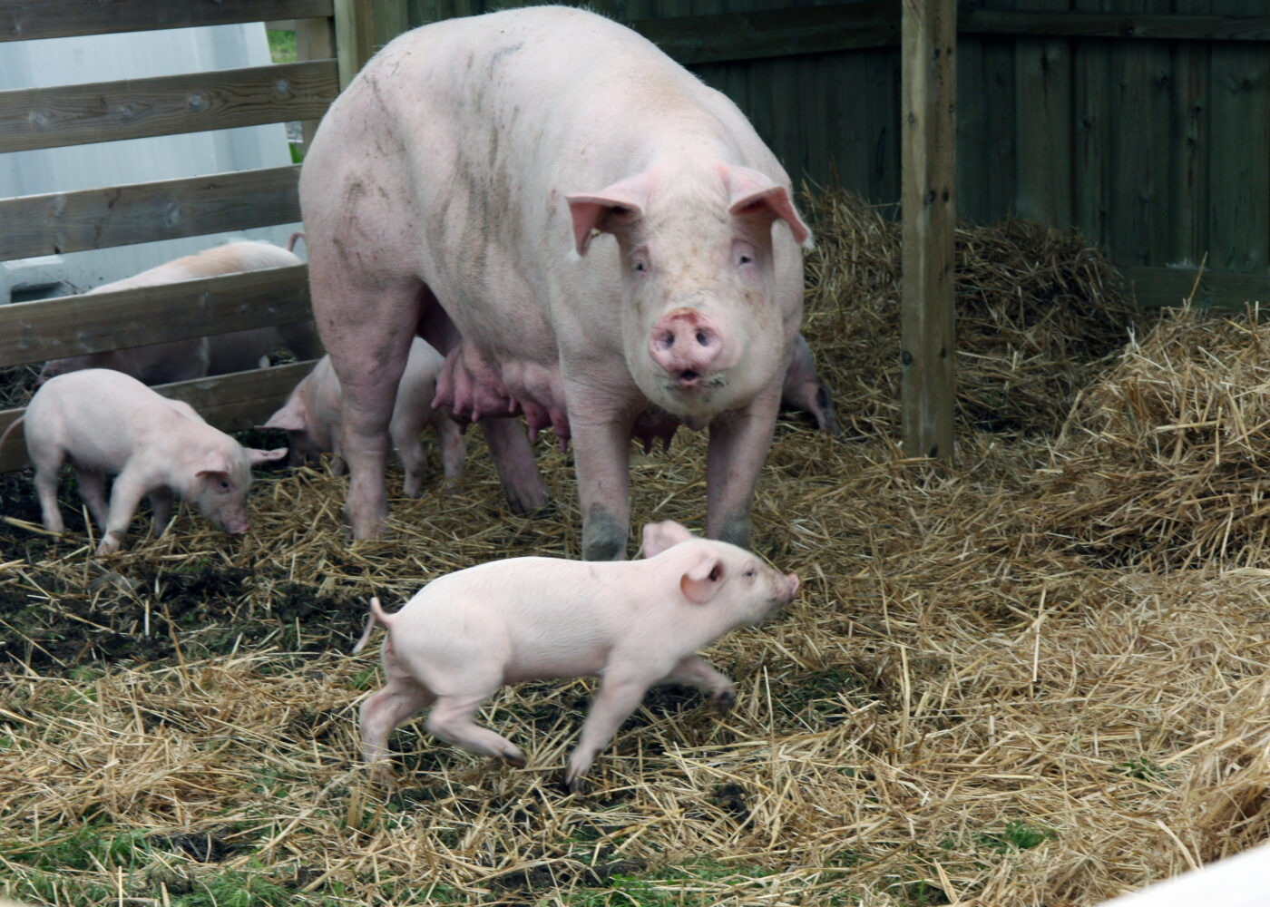Reproduksjon og dyrehelse hos gris