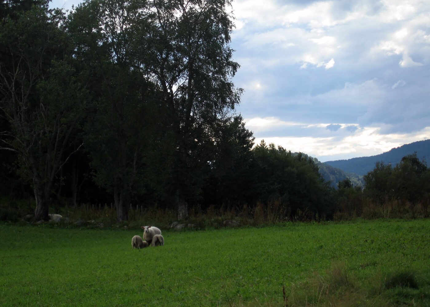 Sau og lam: Fôring  og beiting