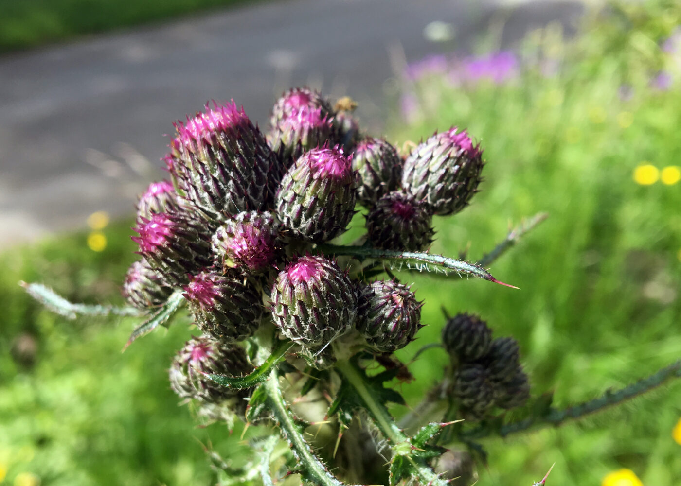 Åkertistel og åkerdylle