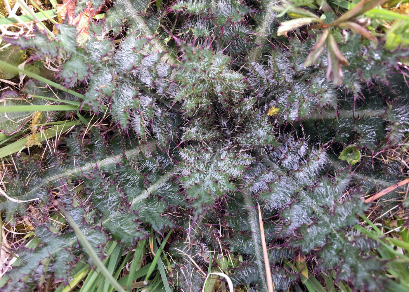 Ugras i økologisk landbruk