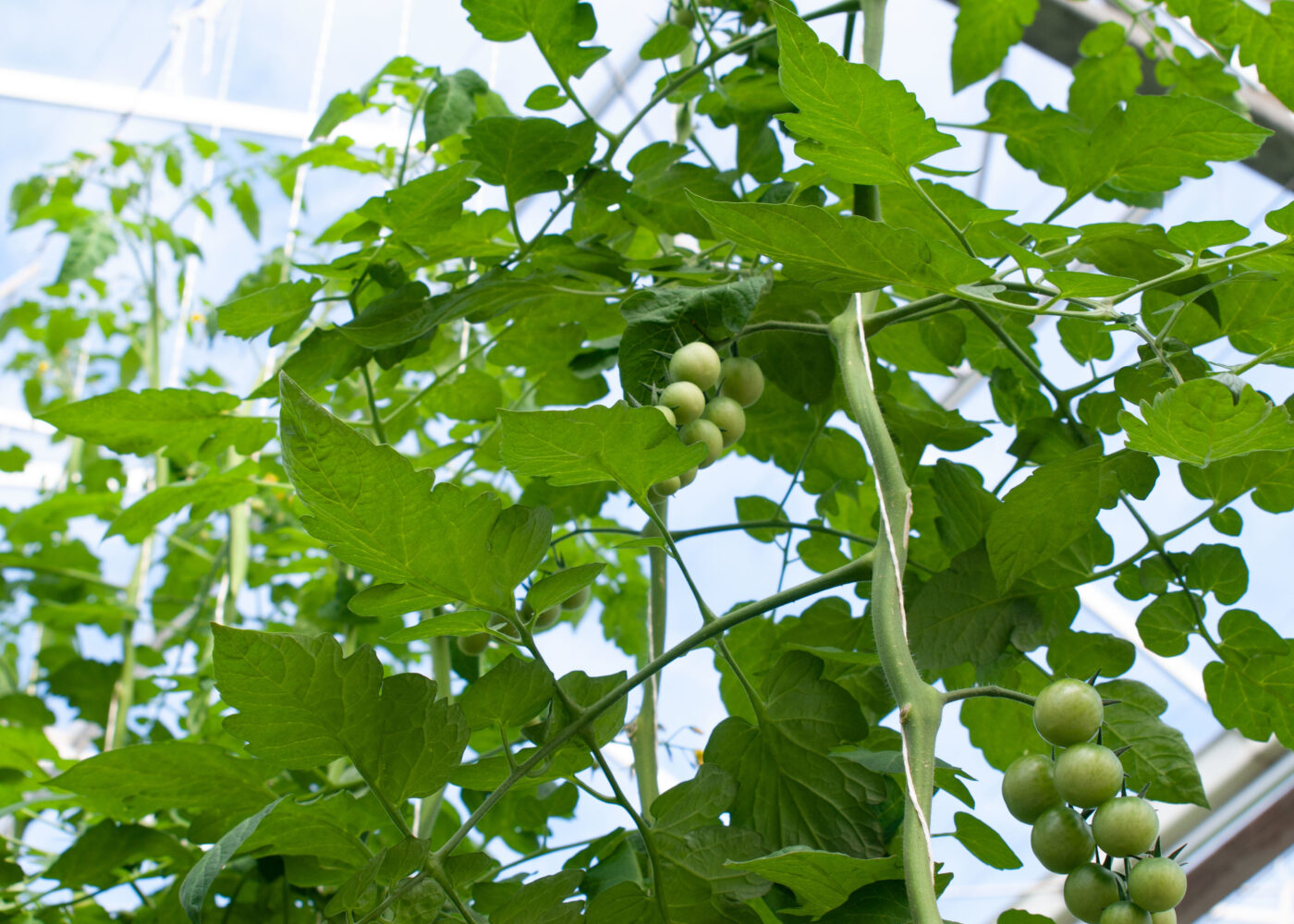 Jordforbedring i økologisk veksthus