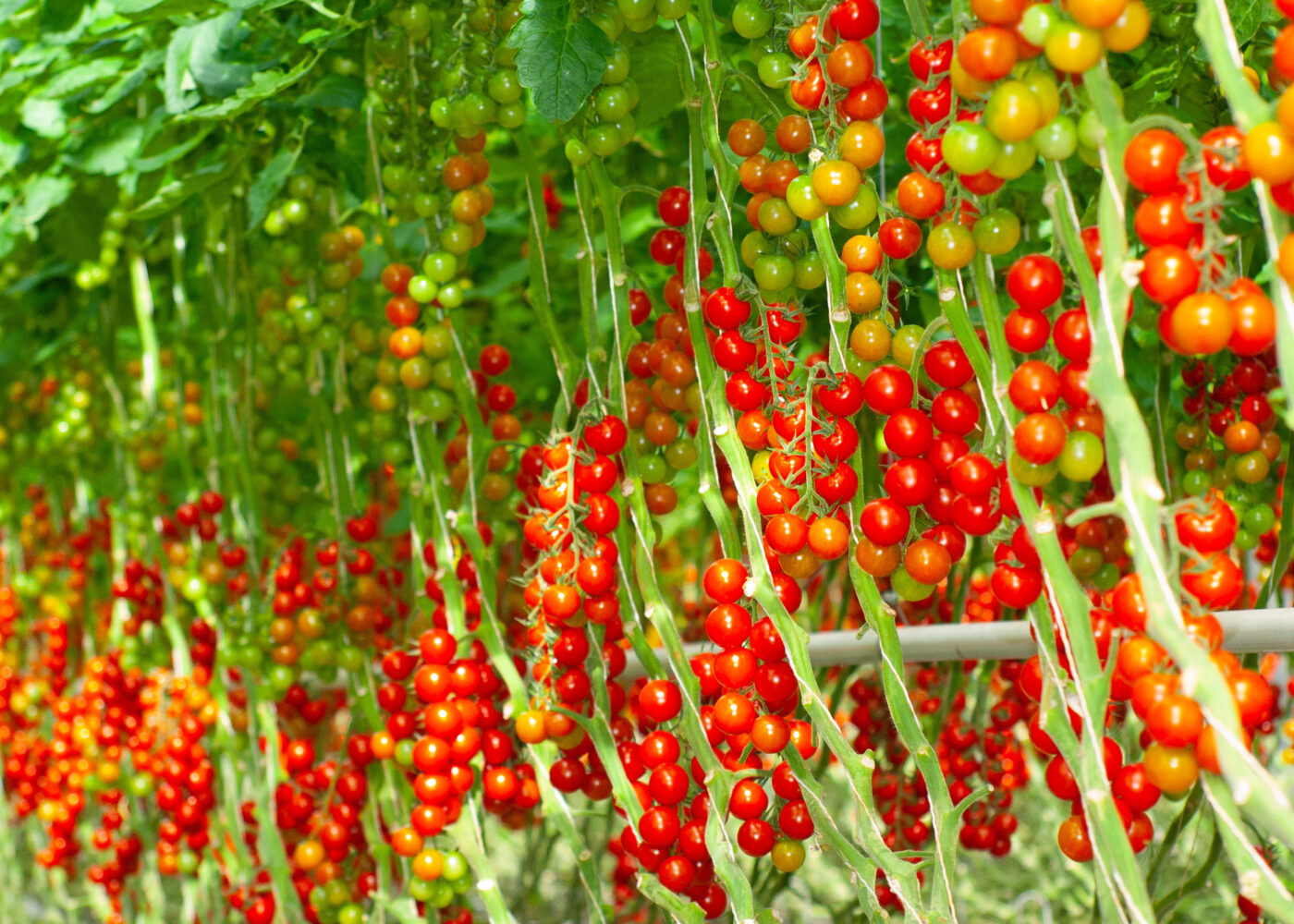 Grønnpoding av tomat og agurk
