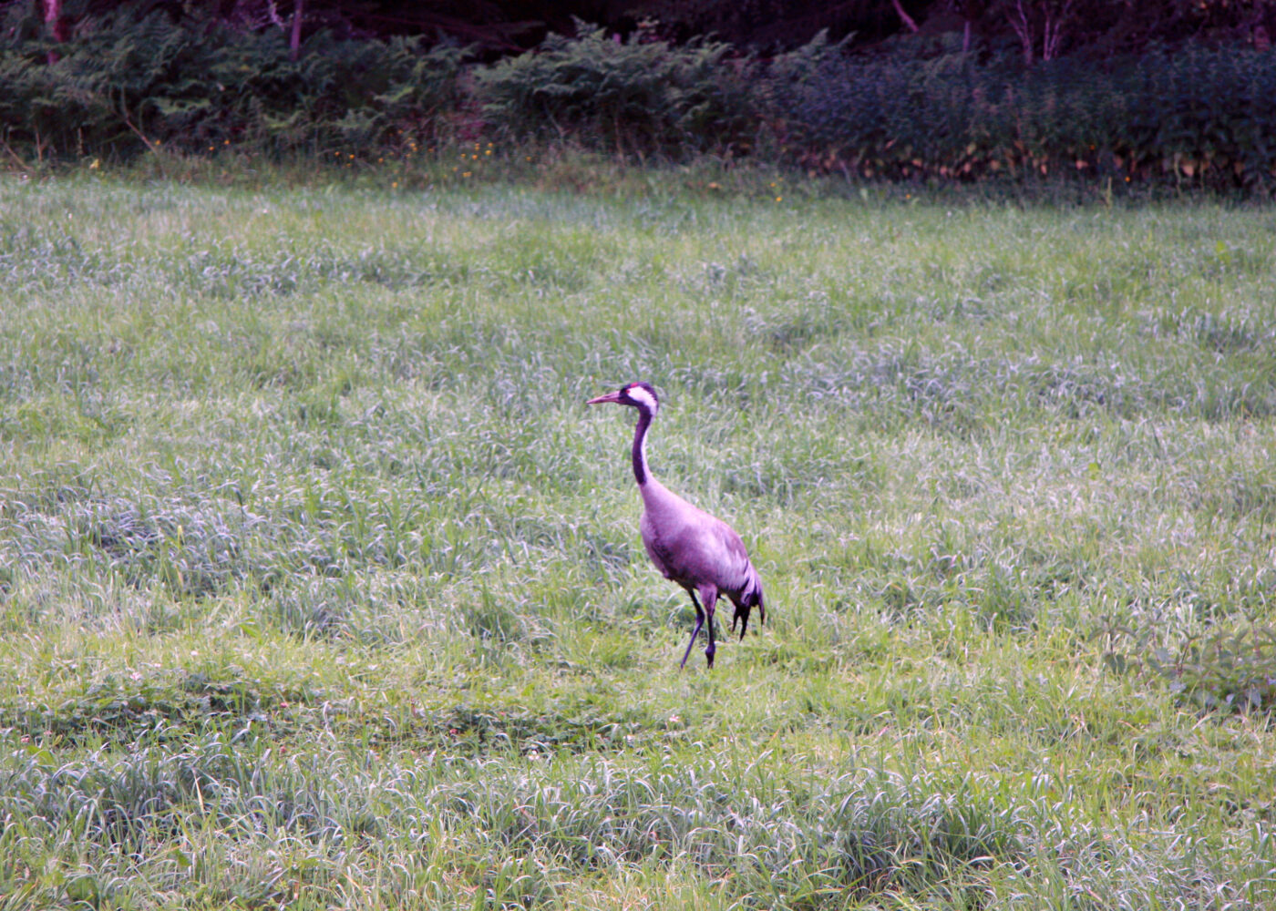 Økologisk landbruk og biologisk mangfold Økologisk landbruk og biologisk mangfold