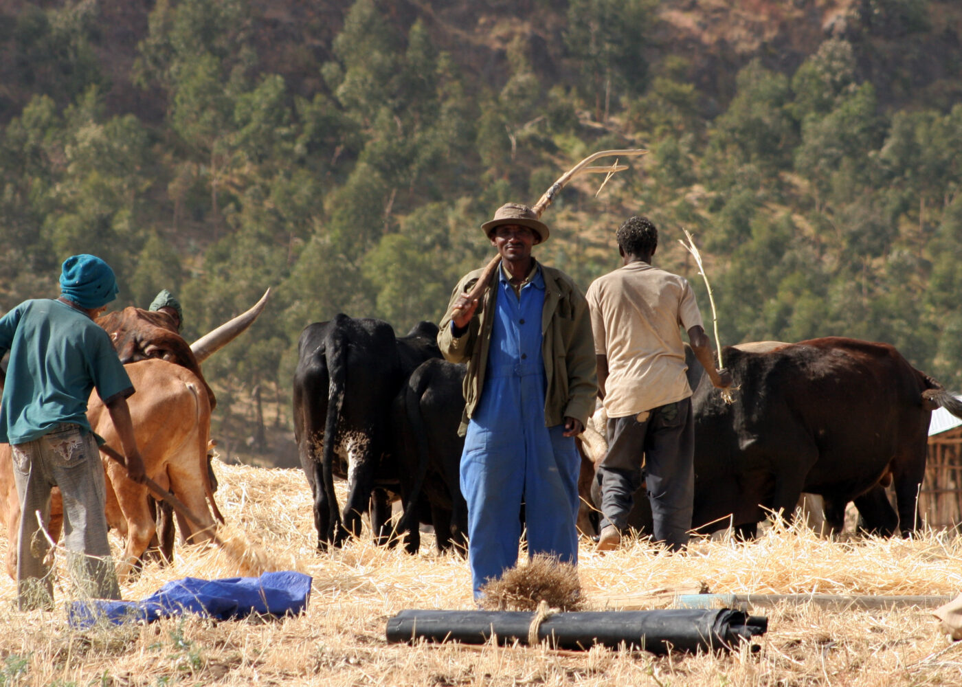 Økologisk landbruk kan fø verdens befolkning i framtida