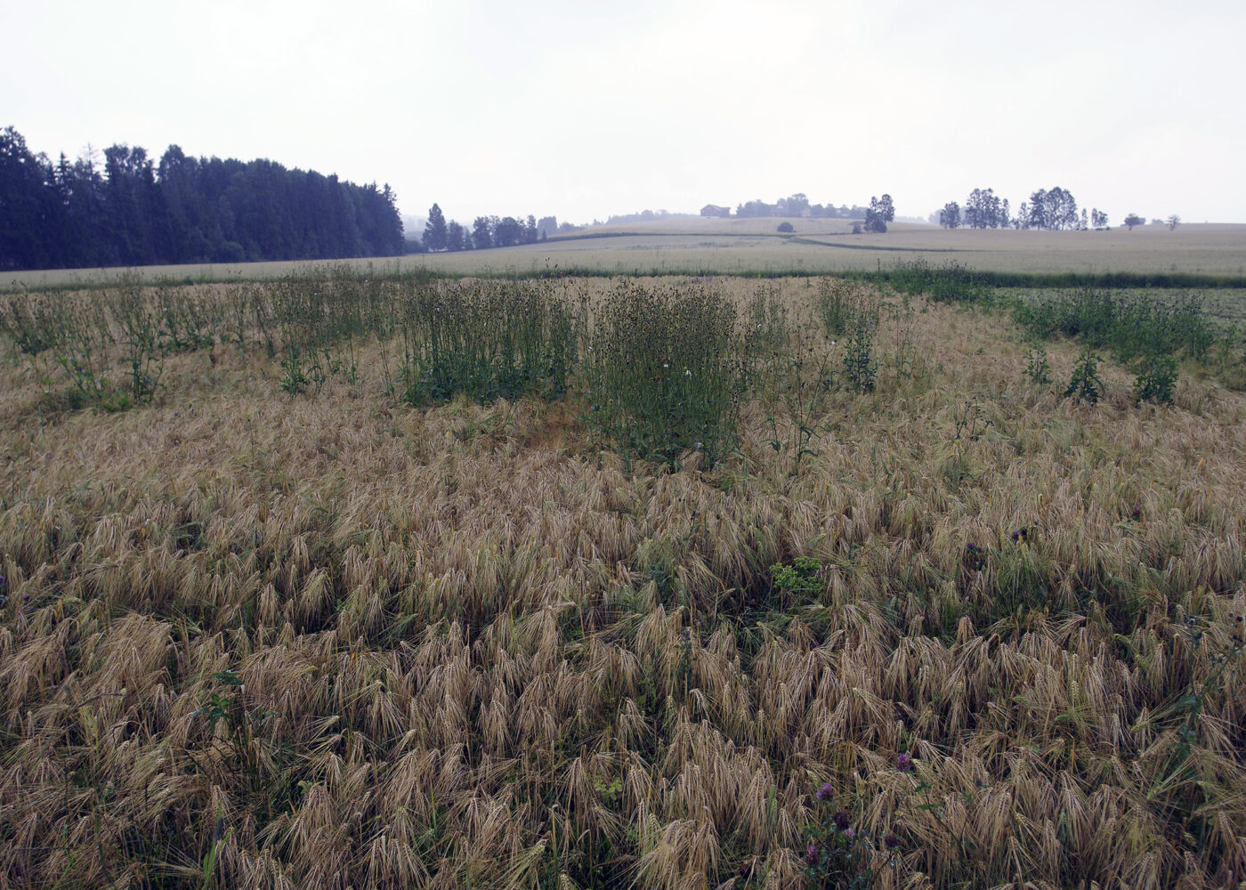 Frøugras i økologisk korn