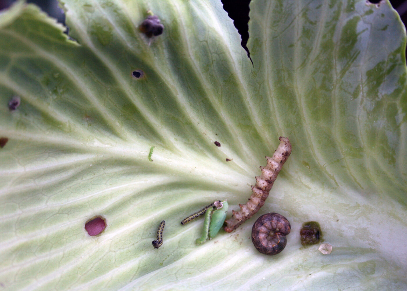 Sjukdom og skadedyr på kål
