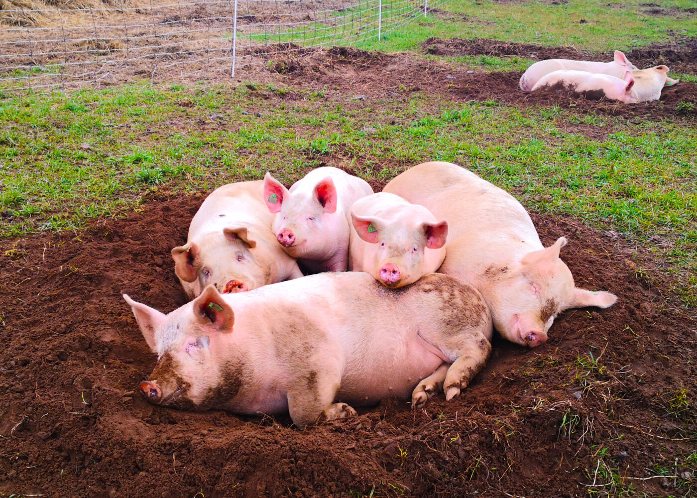 Utendørs grisehold i praksis