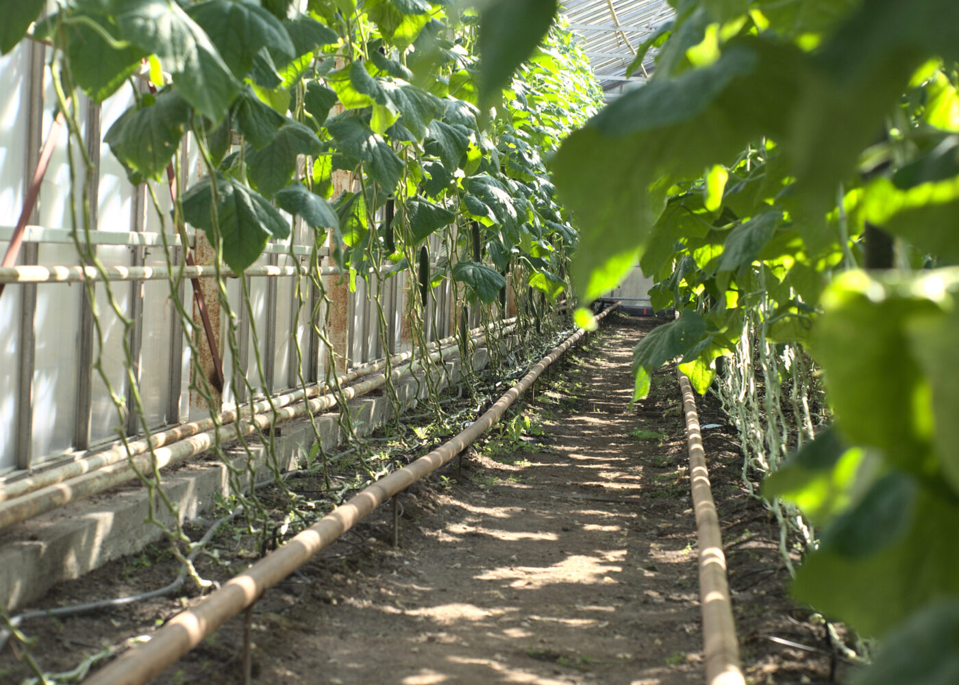 Veksthusbygg for dyrking direkte i bakken