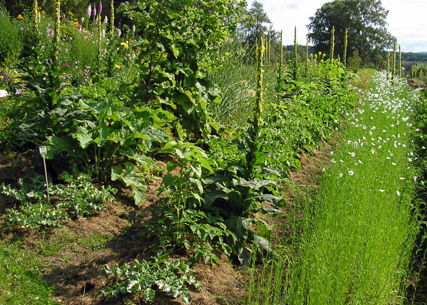 Vekstskifte og gjødsling påvirker karbonlagring