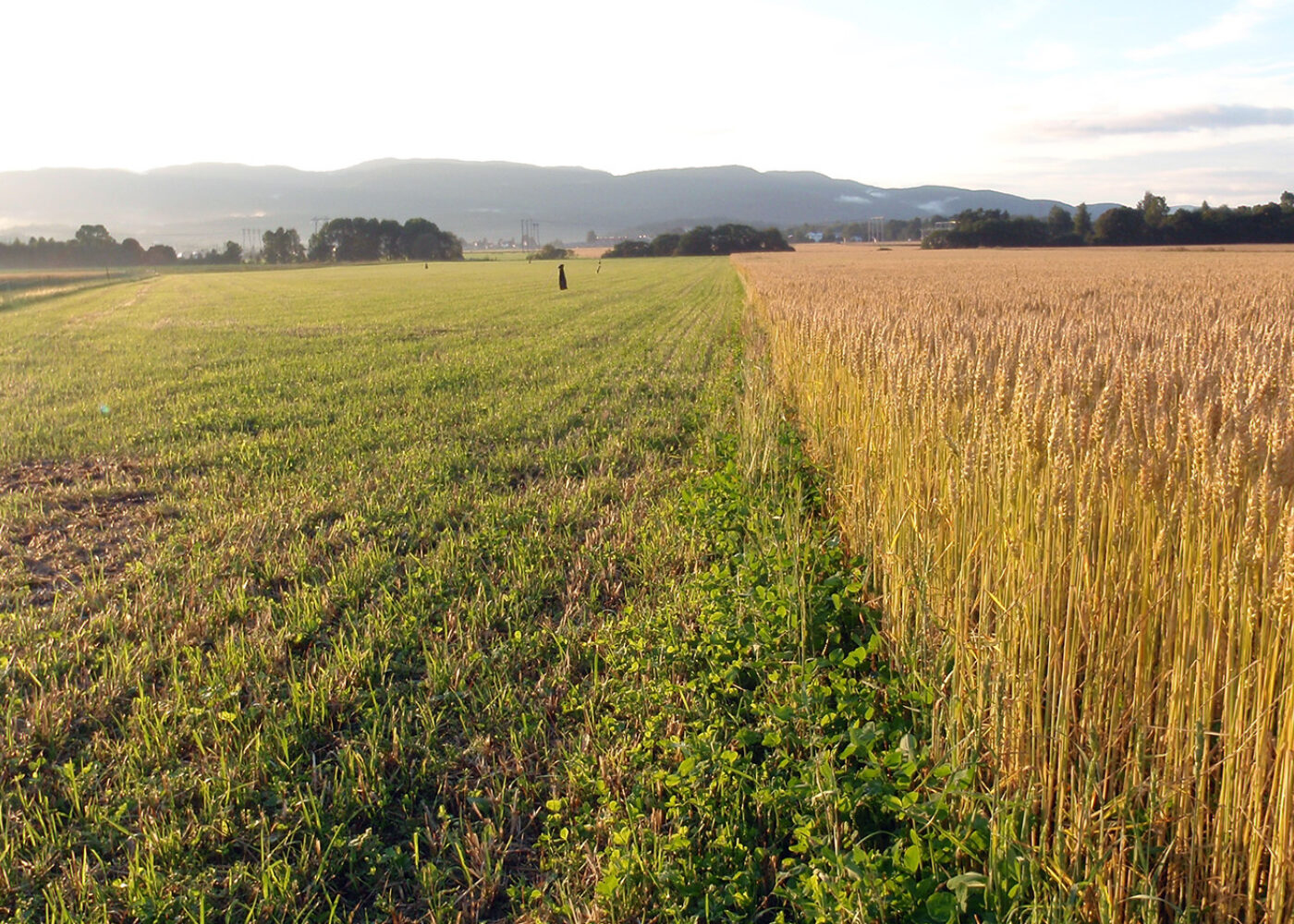 Girskifte med vekstskifte!