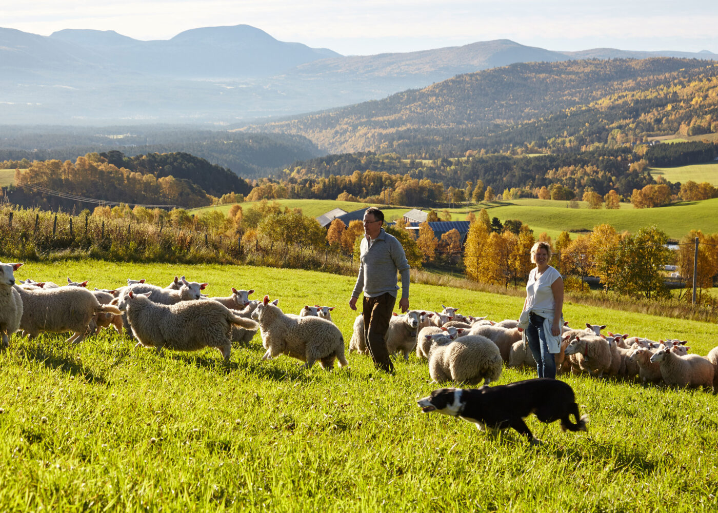 Heimavla kraftfôr gir god økonomi