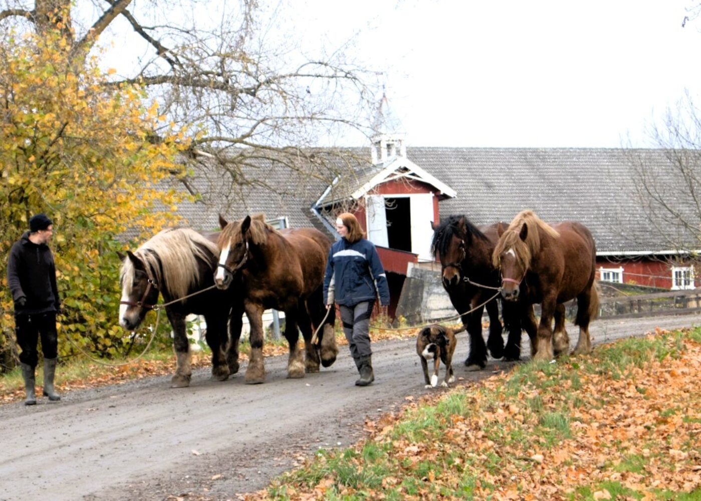 Stor gård, mange hender og nye muligheter