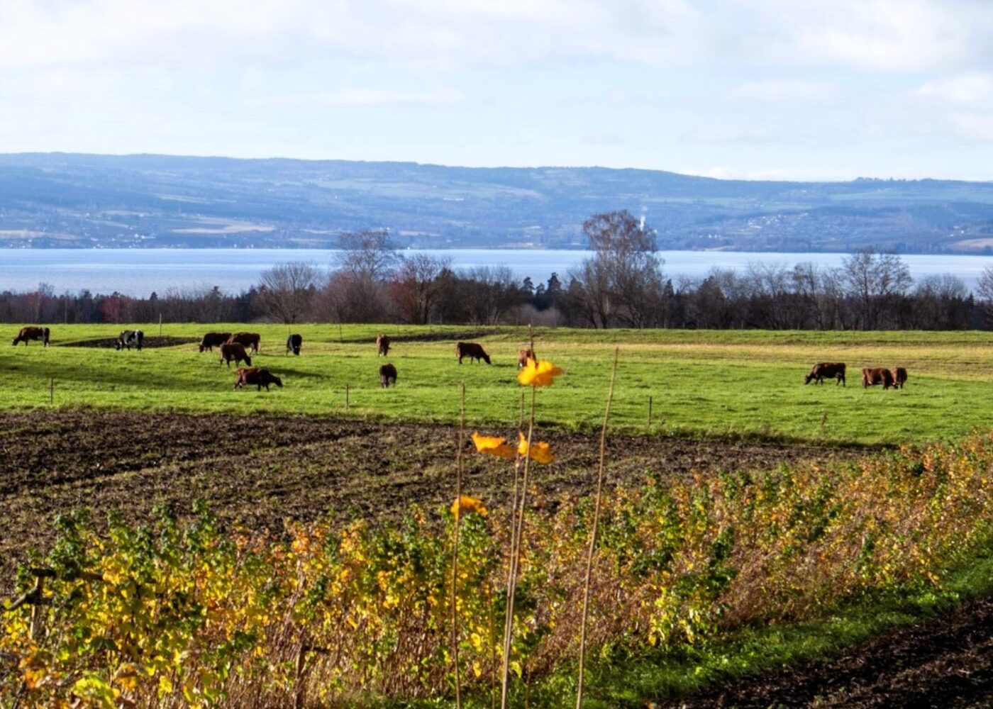 Blomstrende mangfold i fruktbar jord