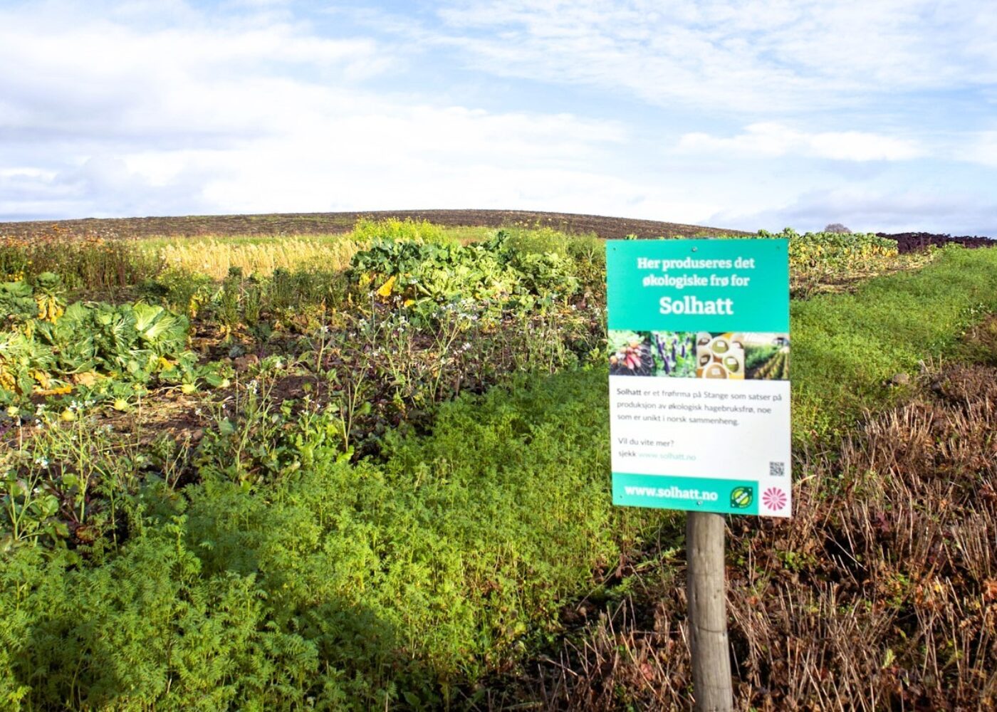 Norsk frøproduksjon for store og små økodyrkere