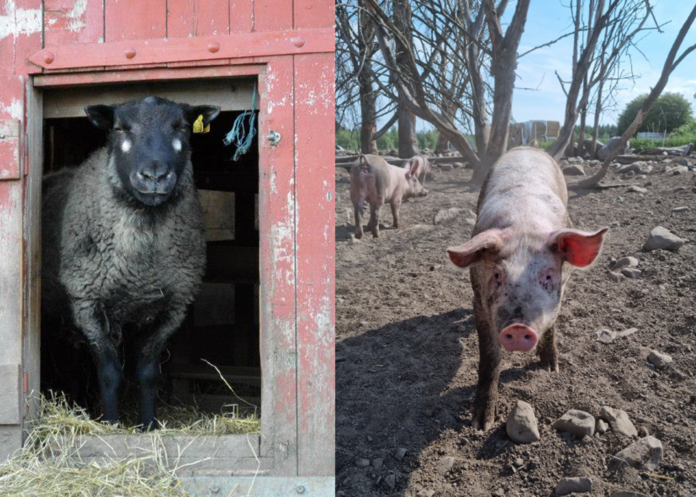 Se video: Lær om økologisk husdyrhold