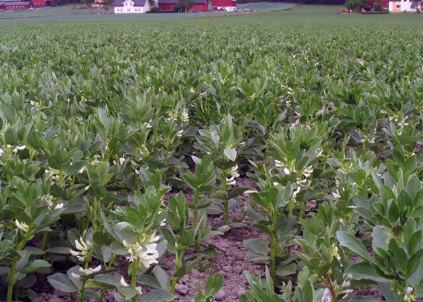 Kilder til lokalprodusert økologisk proteinfôr til fjørfe og gris