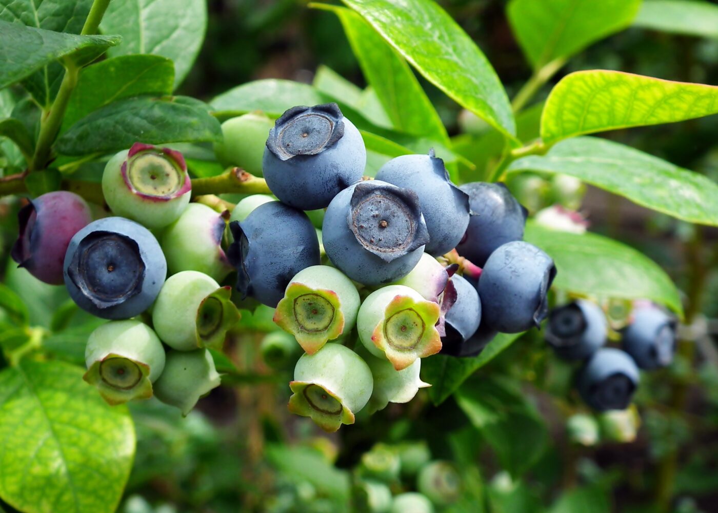 Dyrking av hageblåbær