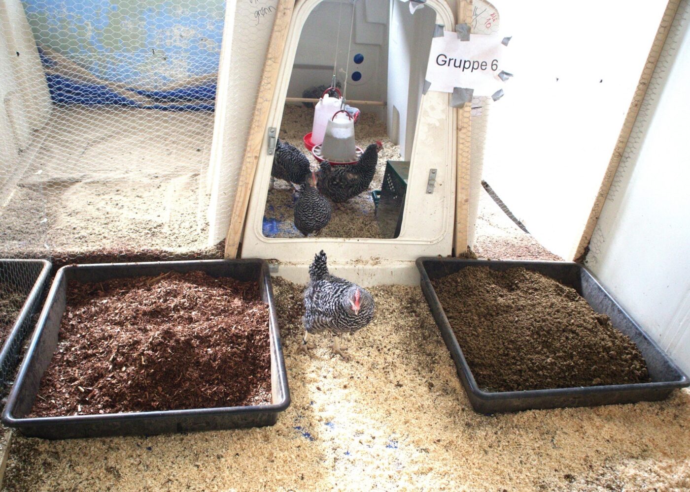 Kan separert storfegjødsel brukes som strøbad til høns? Kan separert storfegjødsel brukes som strøbad til høns?