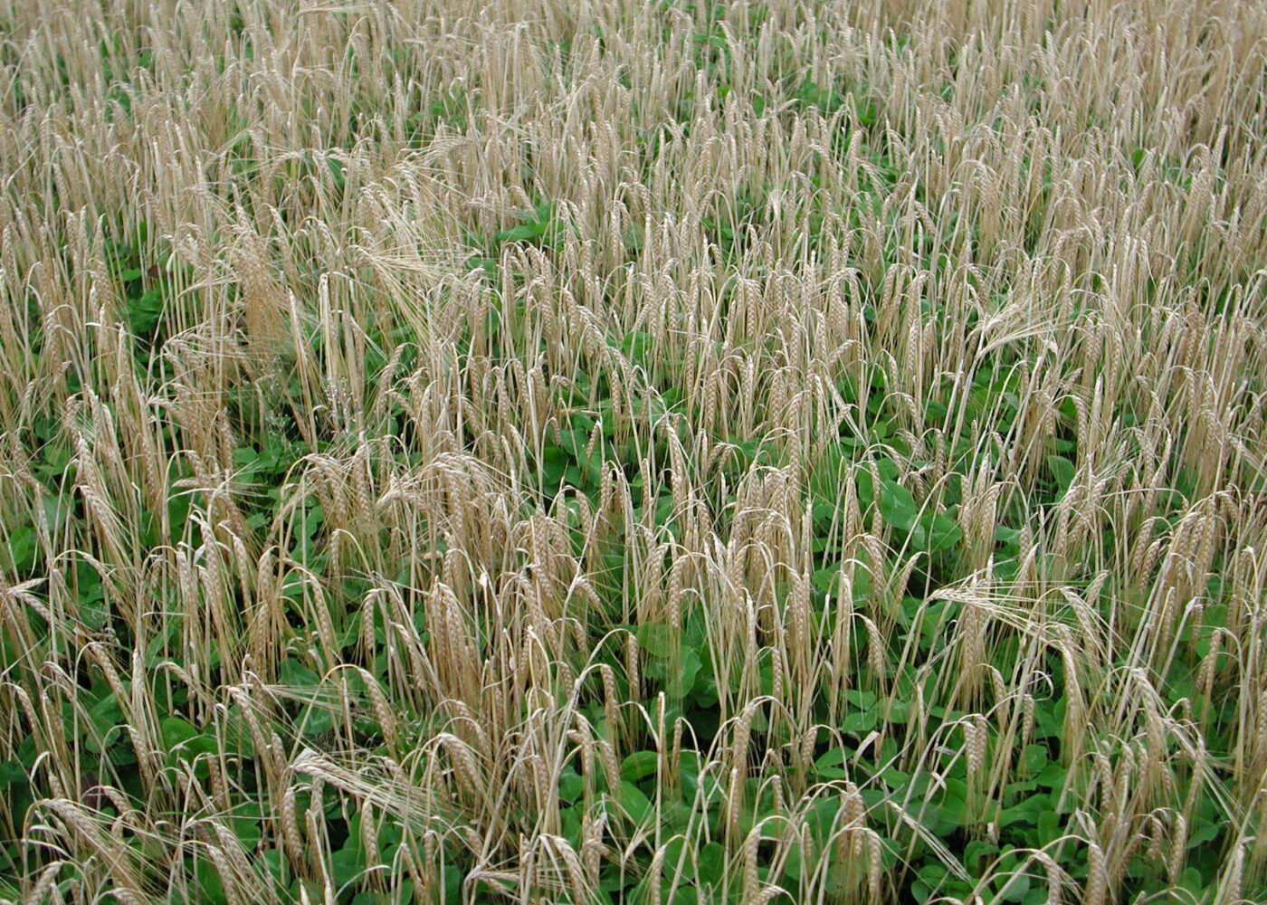 Det store nitrogen-kretsløpet