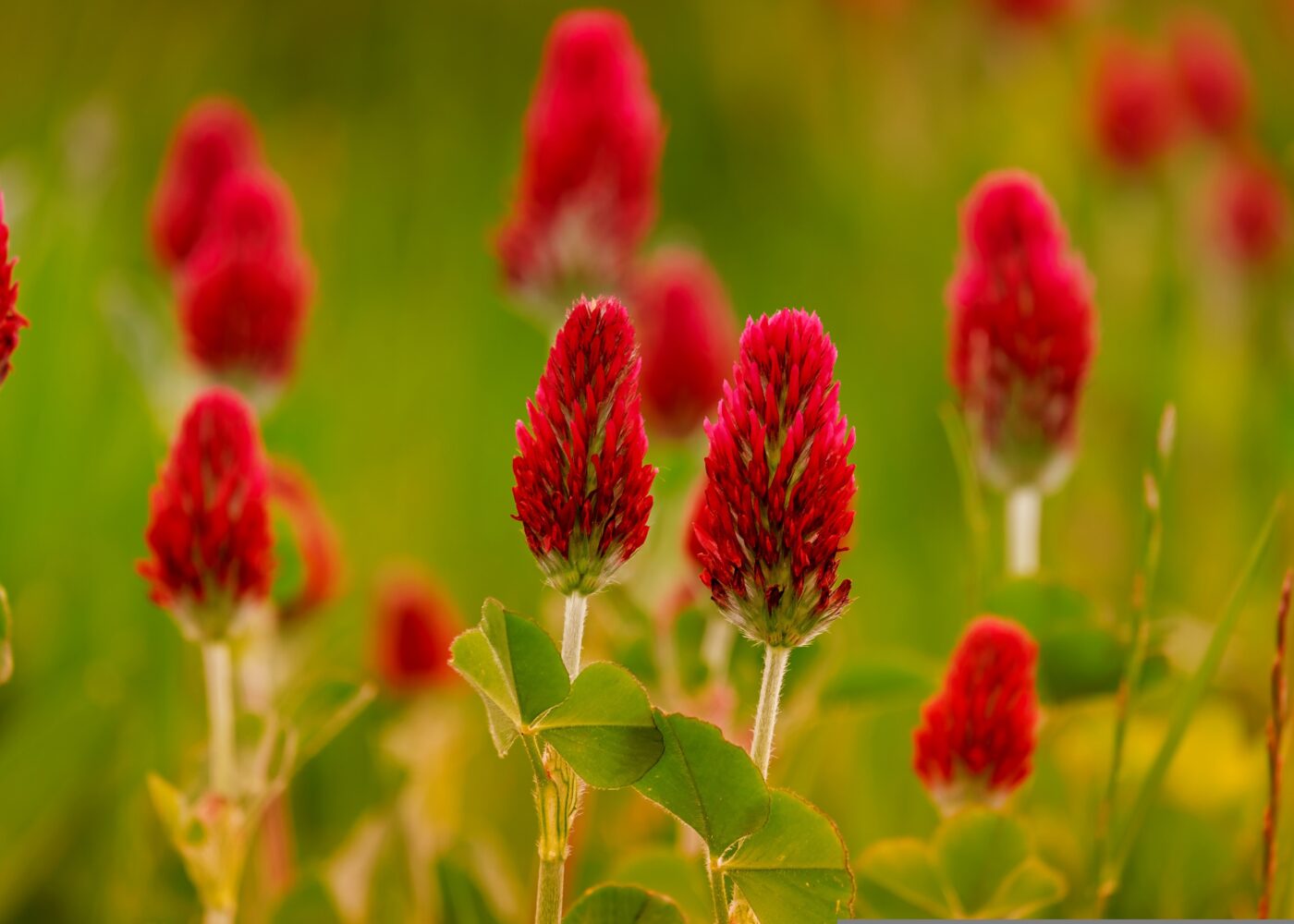 Økologisk landbruk og lagring av karbon i jord