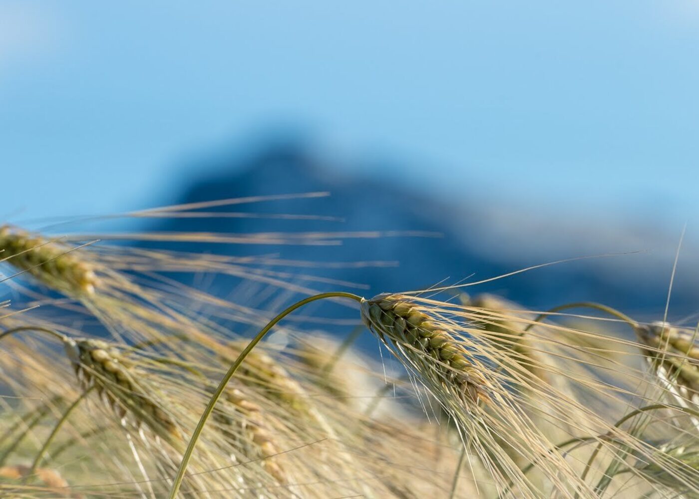 Offentlige innkjøp kan bidra til mer økologisk produksjon
