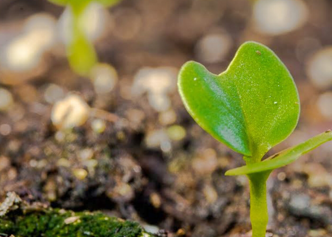 Økologisk sektor i nordiske og baltiske land