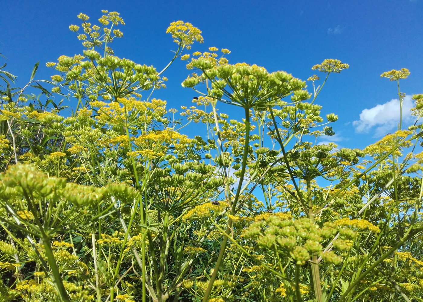 Selvforsynt med frø?