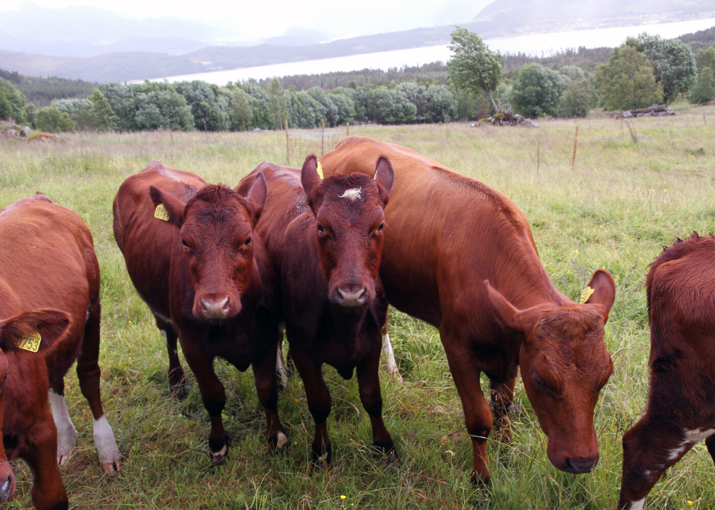 Økonomi ved å ta i bruk jordbruksarealer ute av drift