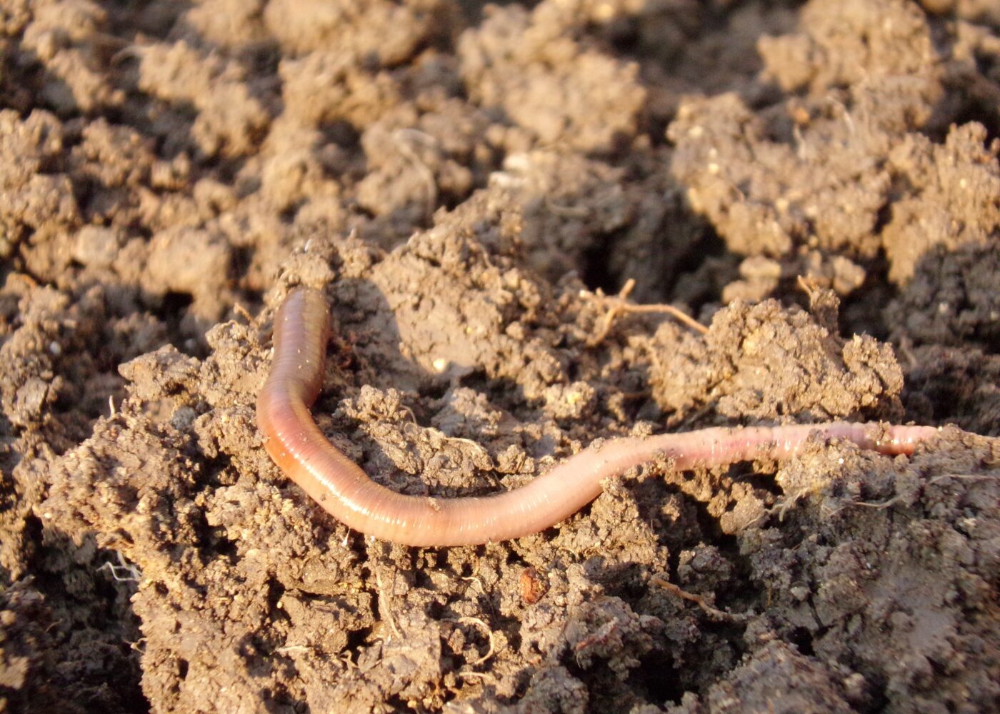 Jordorganismer har det bedre i økologisk dyrket jord