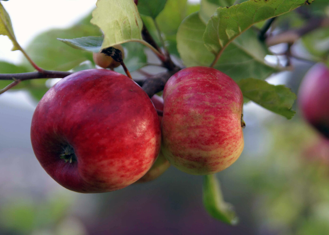 Fleire vegar til større volum