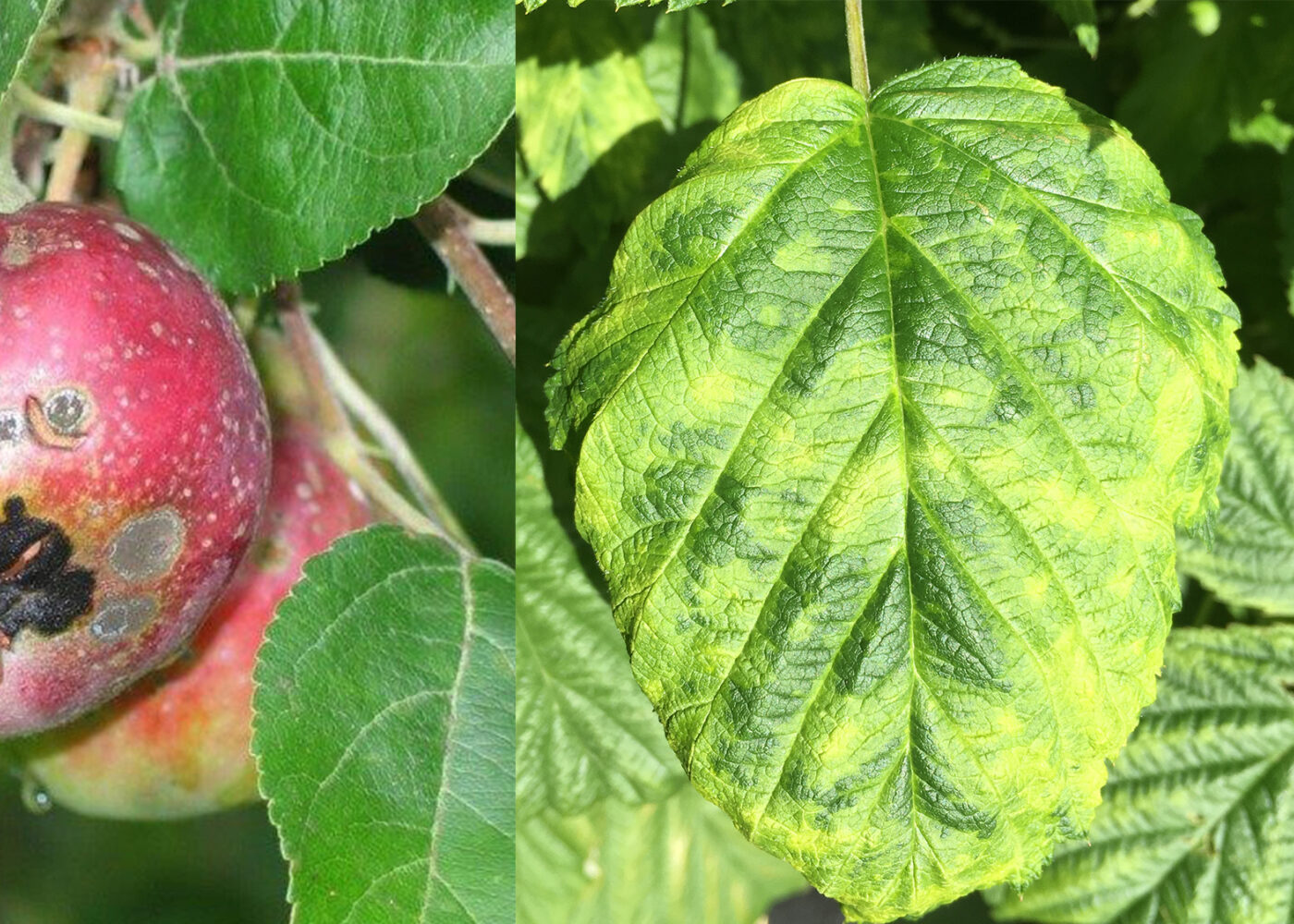Hva finnes av plantevernmidler til økologisk frukt- og bærdyrking?