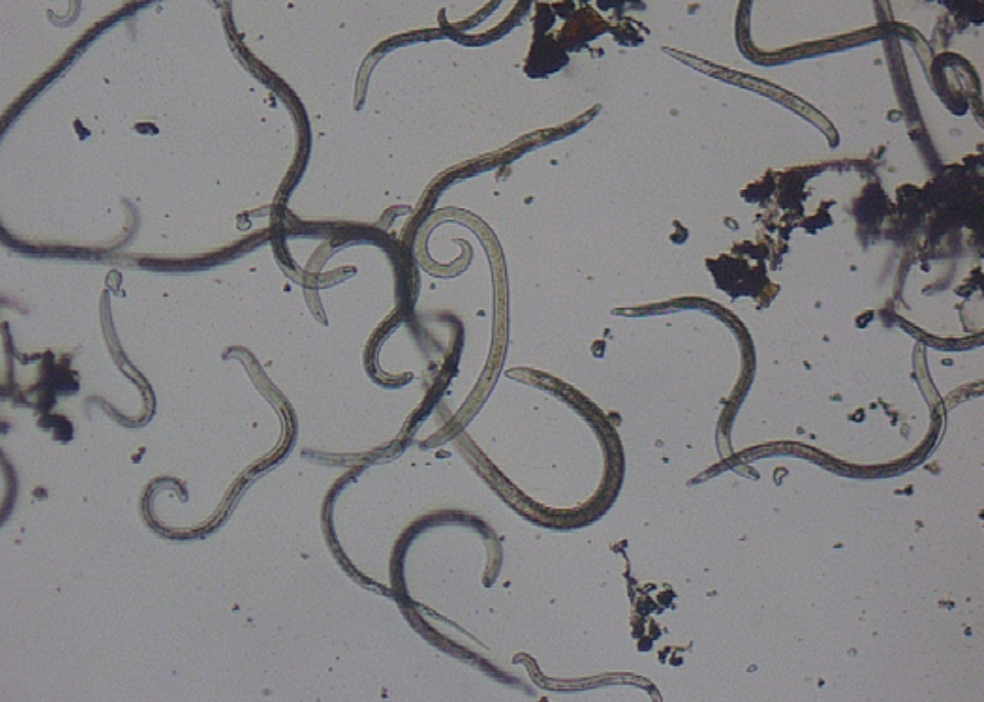 Nematoder: Jordas usynlige arbeidere