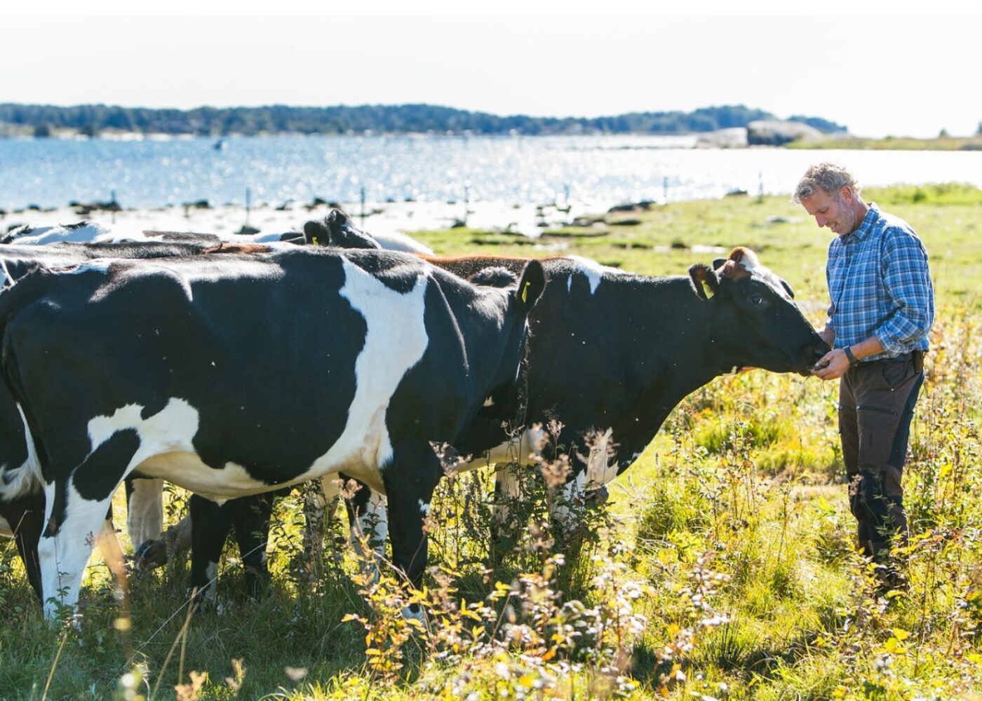 Når er økologisk landbruk lønnsomt – og hva avgjør resultatet? Når er økologisk landbruk lønnsomt – og hva avgjør resultatet?