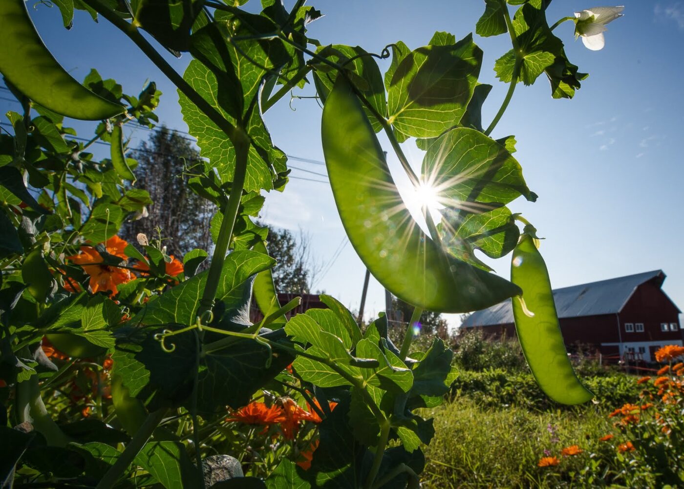 Mindre sprøytemidler, mer sædceller