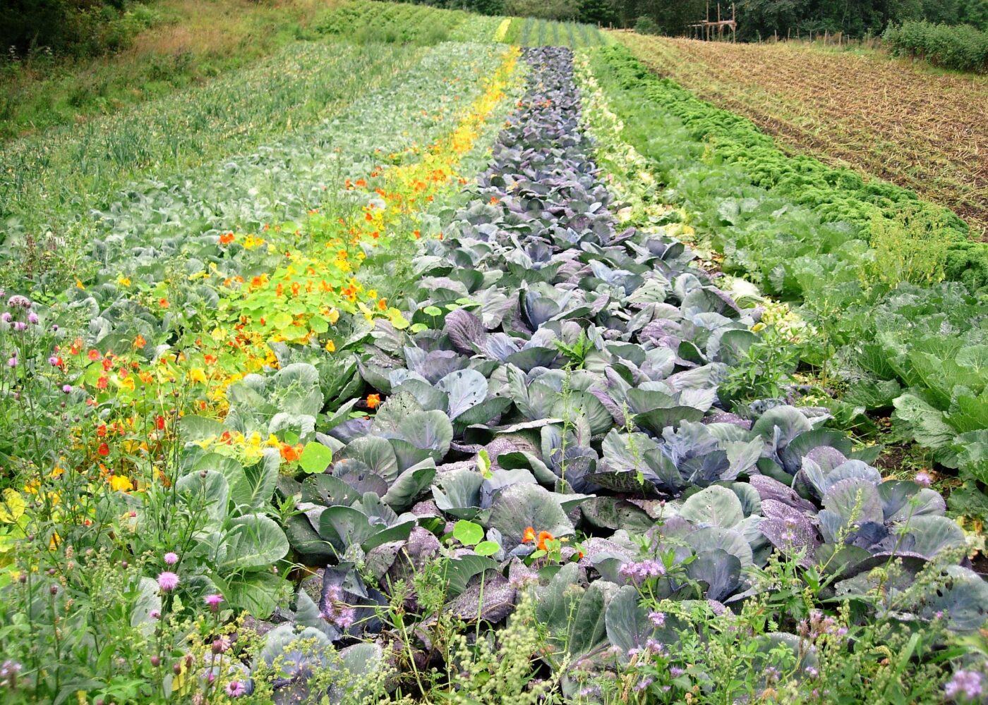 Hva er biologisk-dynamisk landbruk og mat?
