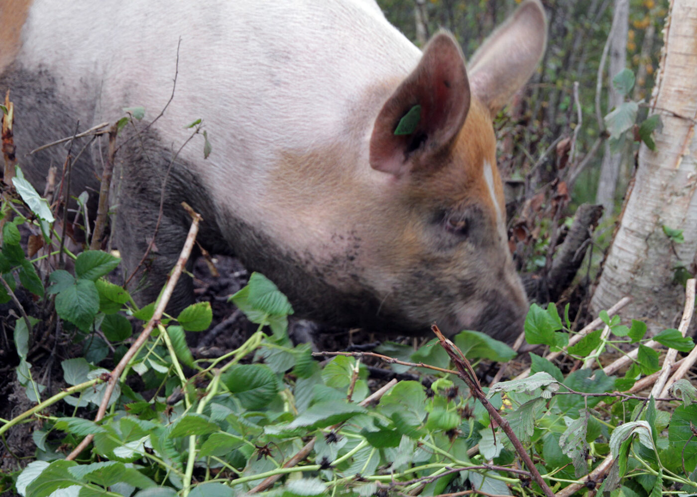 Grovfôr til gris og fjørfe