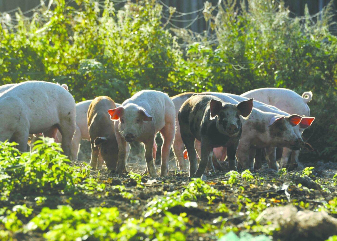 Fôr og fôring av gris