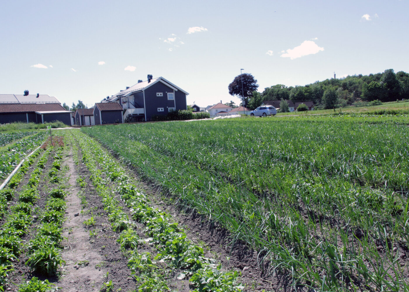 Midt mellom mold og marked