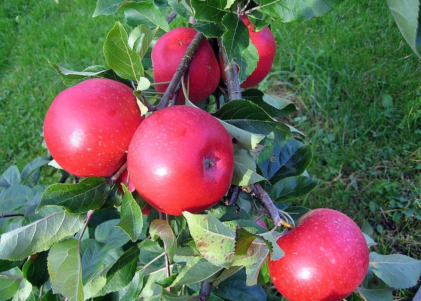 Økonomi i økologisk fruktdyrking Økonomi i økologisk fruktdyrking