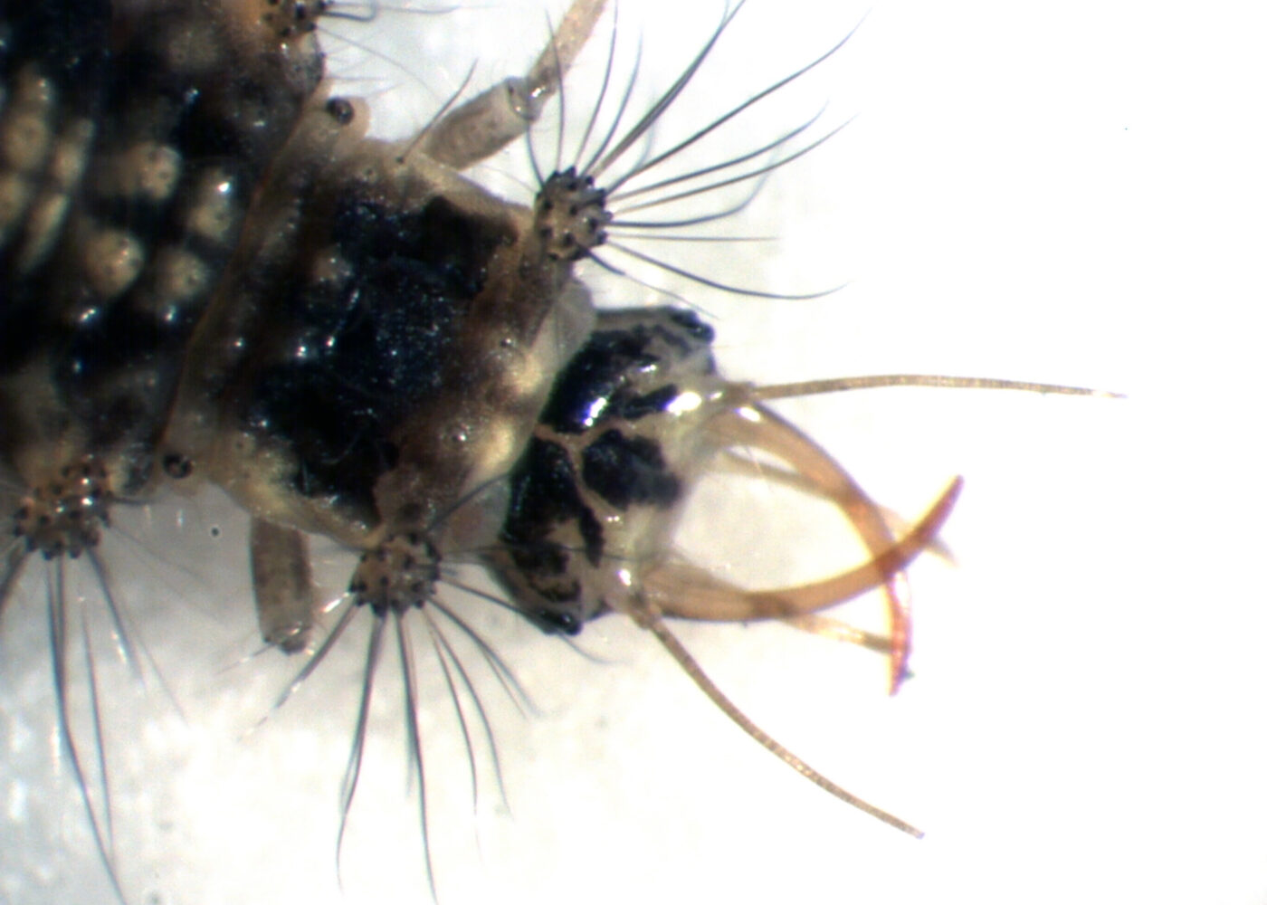 Bygg nyttedyrhoteller i frukthagen