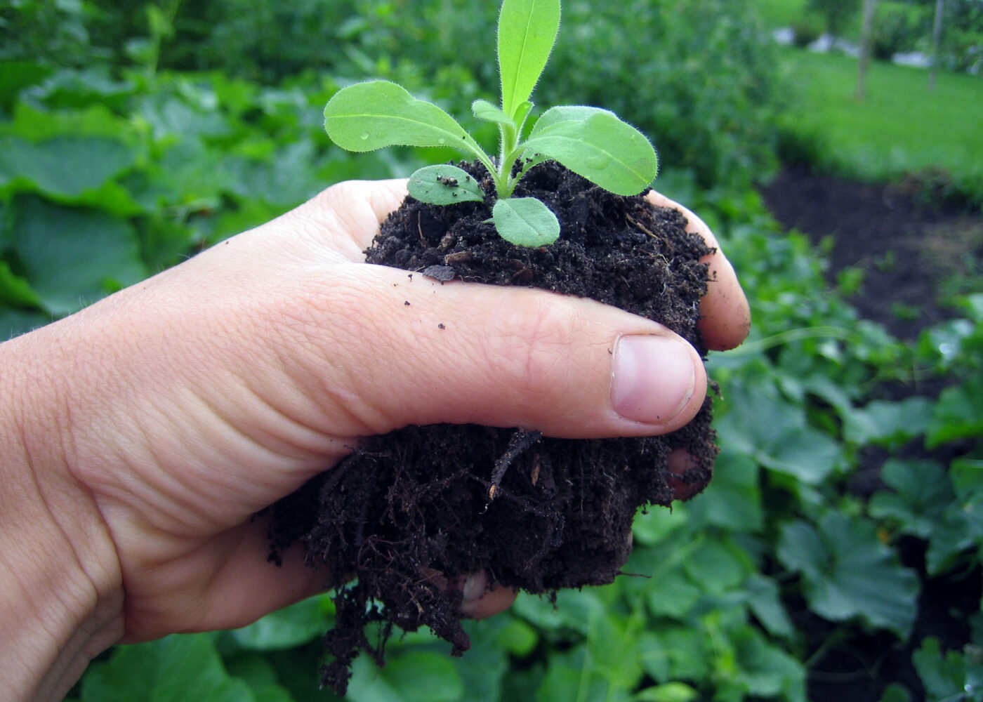 En guide for deg som er interessert i jordkarbon