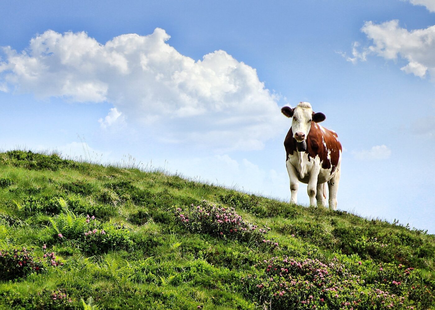 Hva er regenerativt landbruk, og hvordan skiller det seg fra økologisk?