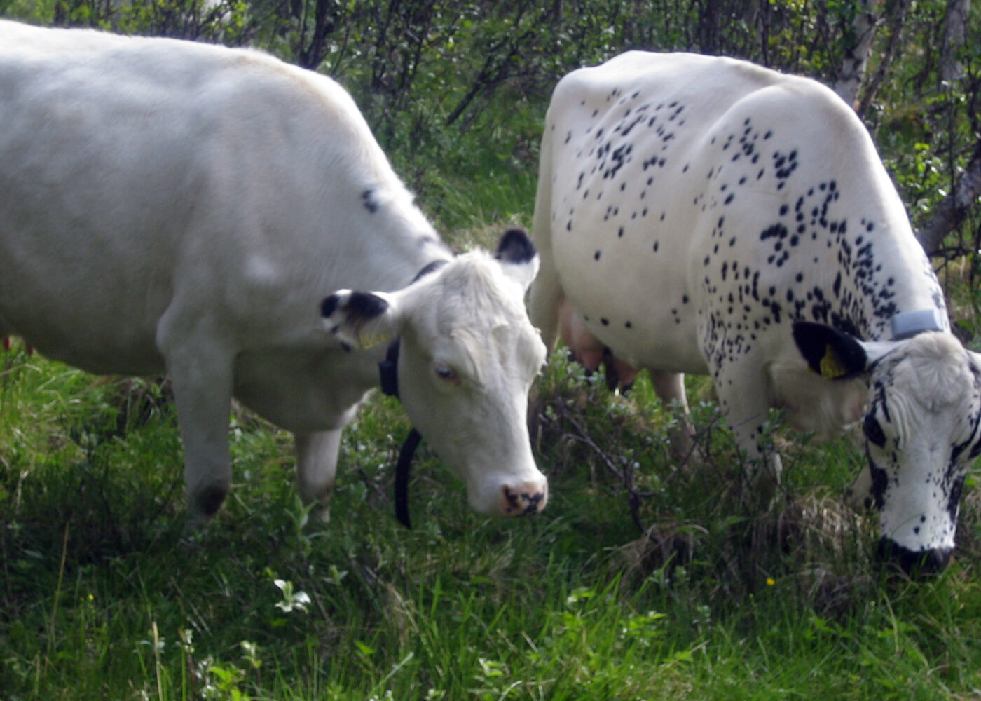 Val av mjølkekurase