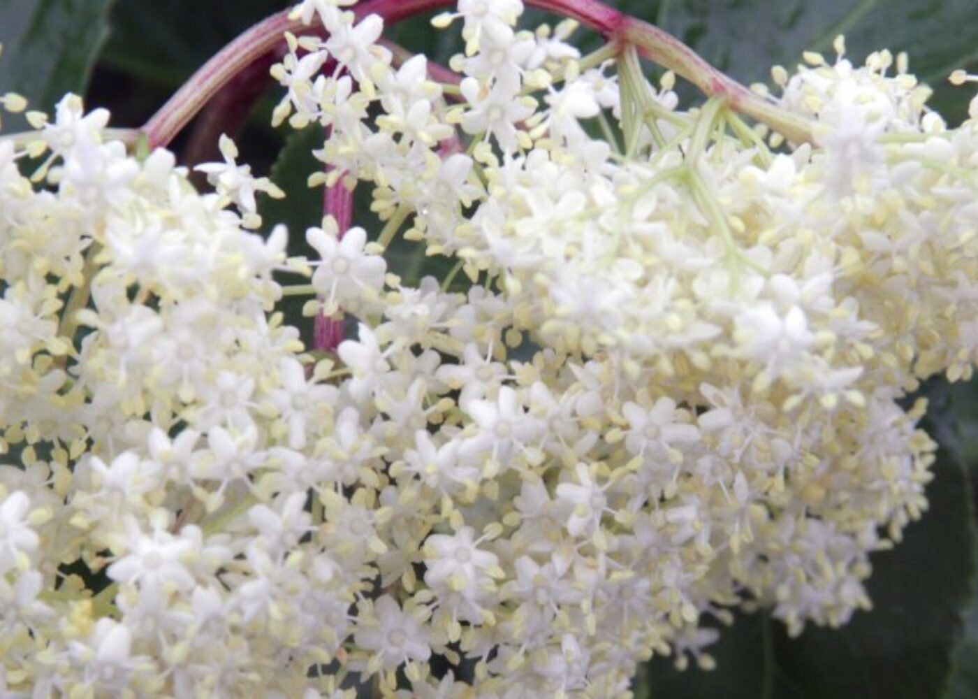 Dyrking av svarthyll