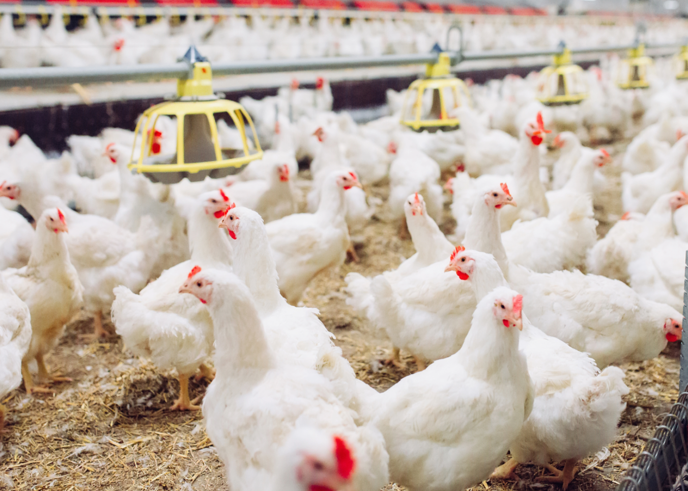 Ikke-økologisk gjødsel i økologisk landbruk