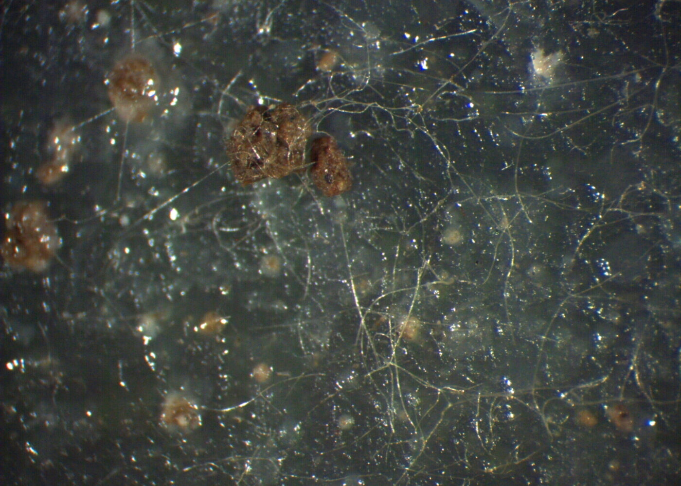 Mangfoldig jordliv påvist med DNA-analyser